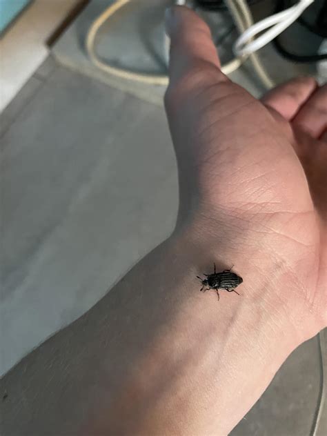What is this bug? found it on my desk today : r/whatsthisbug