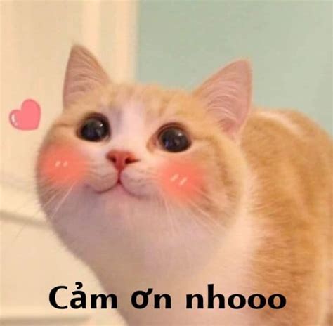 Tổng hợp meme cảm ơn hài hước, cute, bựa
