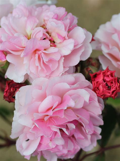 Old Fashioned Roses - Historic Roses - Heritage Roses - English Roses