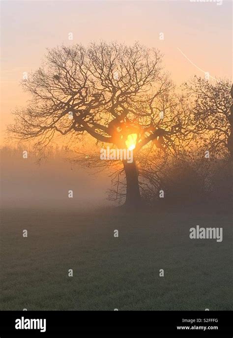 sunrise   trees stock photo alamy