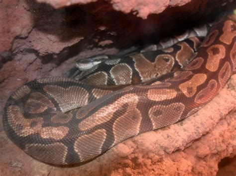 Python regius / Royal/ball python in Zoo Santo Inacio