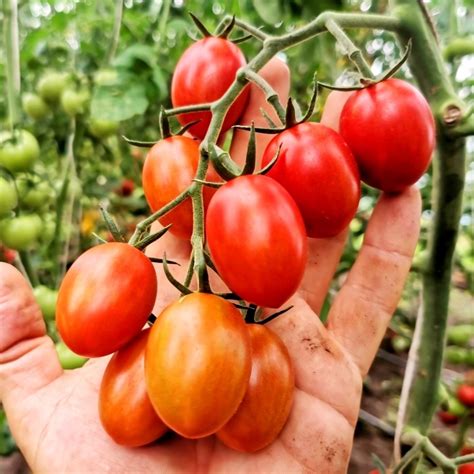 Помидоры Маленький Ручей - Tomato Small Stream