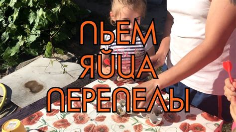 ПЬЕМ сырые домашние перепелиные ЯЙЦА | Дневник Птицевода №5 - YouTube