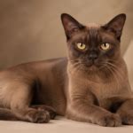 exotic shorthair cat personality grooming health breed guide