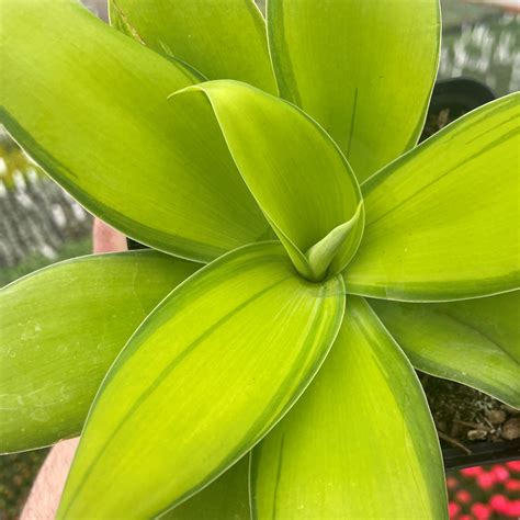 Agave attenuata 'Kara's Stripes' - Variegated Fox Tail Agave PP#19,444