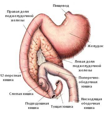 Поджелудочная железа | Библиотека EVC