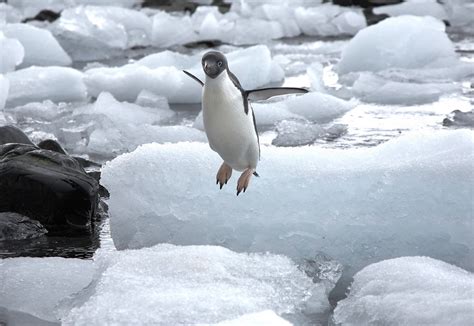 Internotes - Penguins can fly