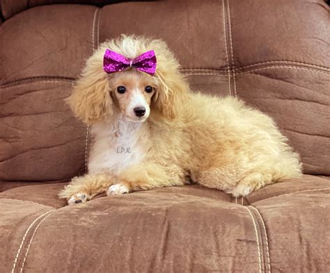 Toy Poodles