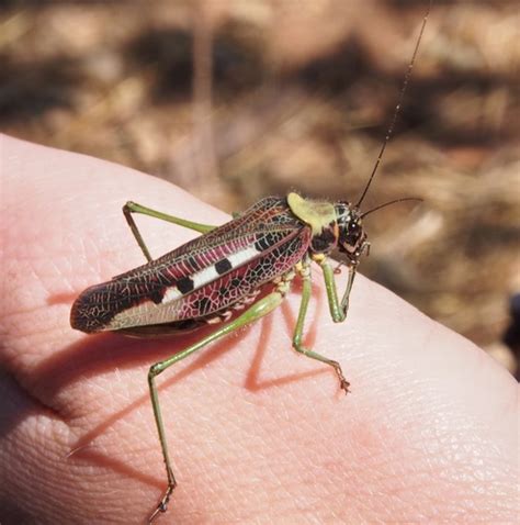 Genus Pardalota · iNaturalist