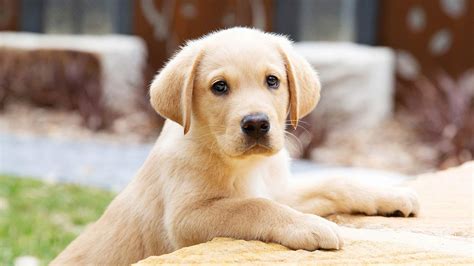 Melbourne, You're Up: Guide Dogs Victoria Wants You to Look After These ...