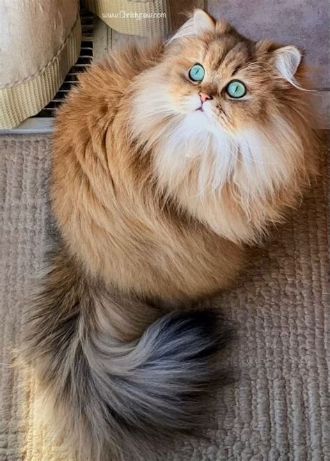 Golden Persian Cat | Gatinhos fofos, Gatos, Fotos de animais fofinhos