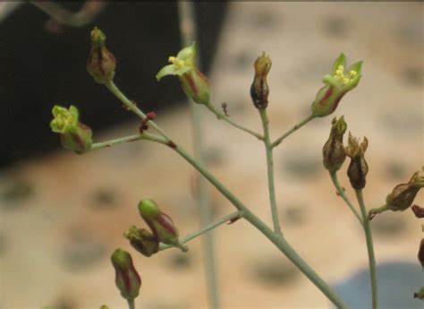 RHOMBOPILOSA var. RHOMBOPILOSA
