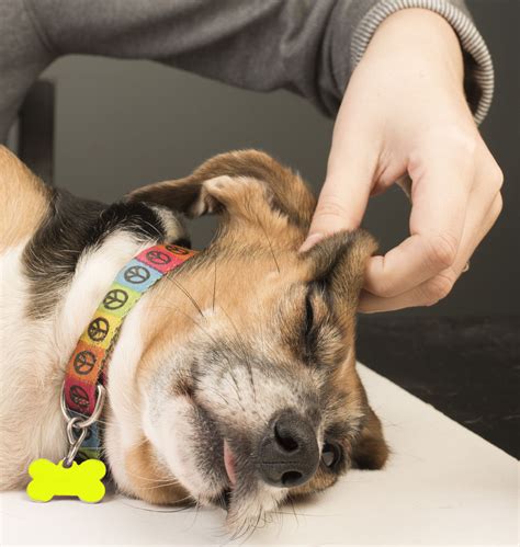 National Dog Day Ways To Celebrate