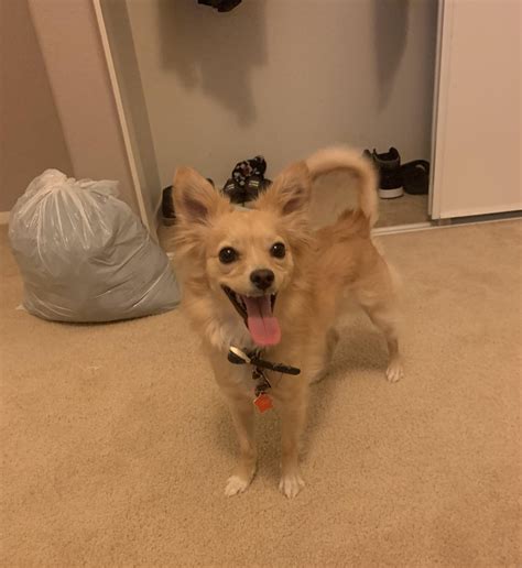 Speedwagon dog : r/UnexpectedJoJo