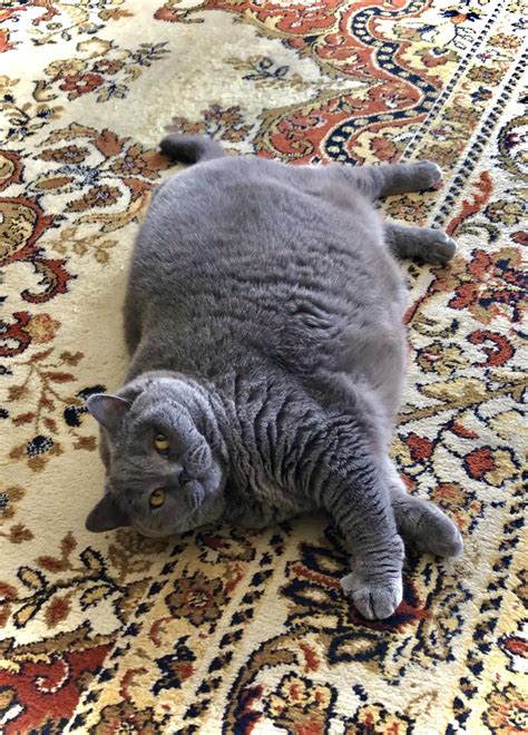 Chubby angel | Scrolller