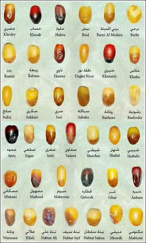 Best 25 Different Types of Dates in Saudi Arabia - Kurma Dates