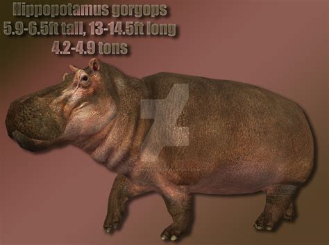 Hippopotamus gorgops Profile by YappArtiste on DeviantArt