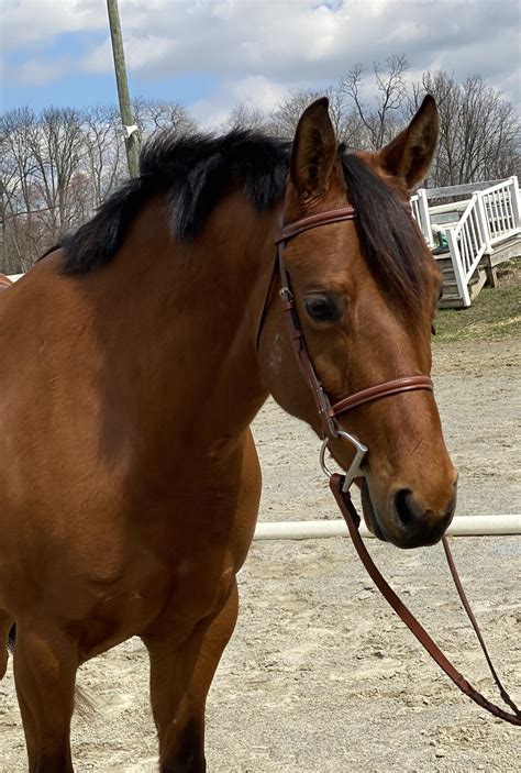 Legendary Gal Quarter Horse Hunter