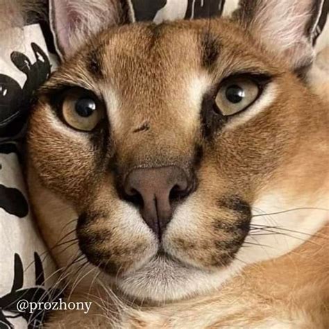 Caracal Gregory's Cute Voice : Gosha Karr : Big Floppa | Funny animals ...