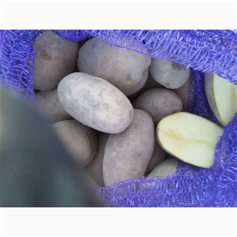 Картофель беларусский — Agro-Moldova