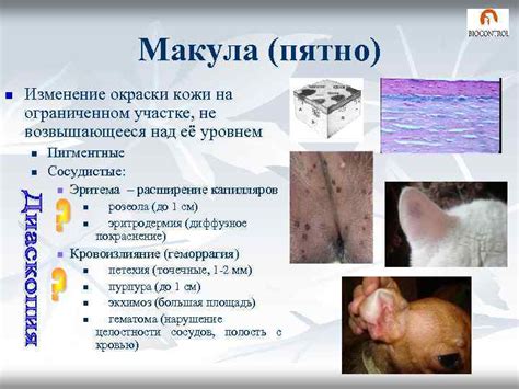 Строение и функции кожи Основная терминология используемая при
