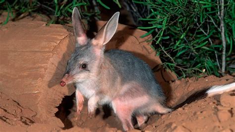 Research about five of our favourite fluffy animals