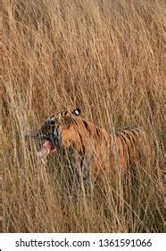 Tiger Eating Prey Royalty-Free Images, Stock Photos & Pictures | Shutterstock