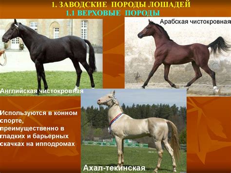 Продуктивное коневодство - презентация онлайн