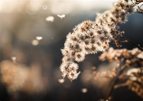 Premium Photo | Dry wild flowers in autumn