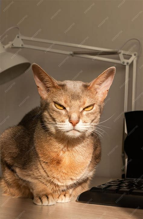 Premium Photo | Abyssinian cat at home close up portrait of blue