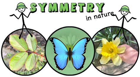 symmetry  nature mathcurious