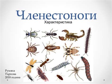 членестоноги 2018 г.