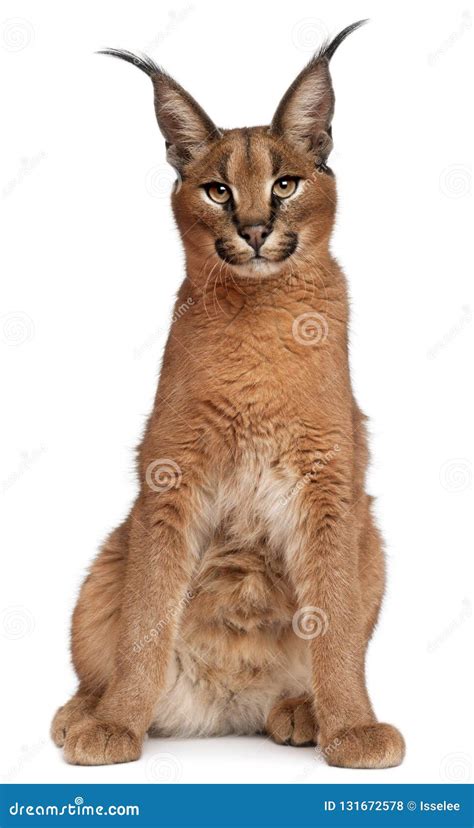 Caracal, Caracal Caracal, 6 Months Old Royalty-Free Stock Image ...