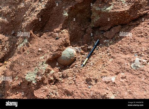 In this undated photo, a 65 million year old dinosaur egg fossil is ...