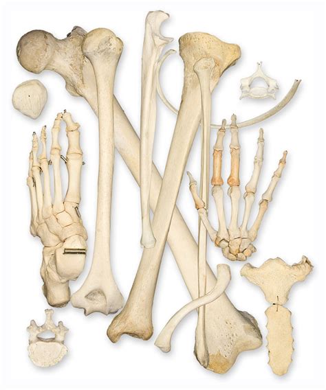 amazing world  bone  marvel  creation