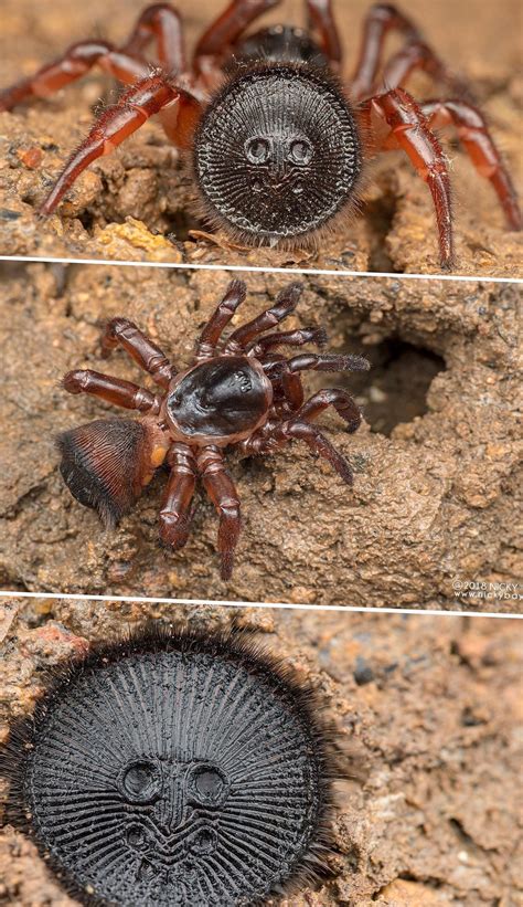 The Cork-lid trapdoor spider. If you see what looks like an ancient