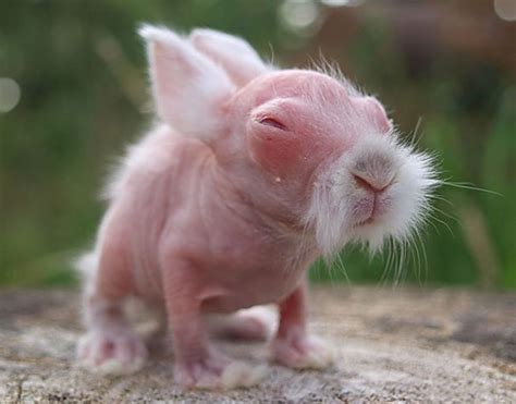hairless animals   freak   pethelpful