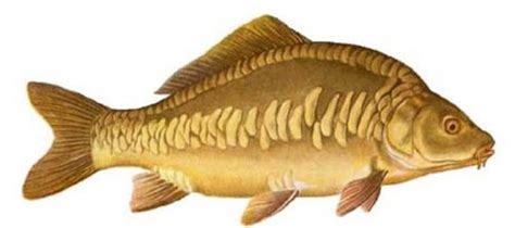 Види коропів - Rivnefish