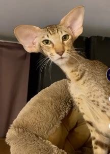 Create meme "cats, Oriental cat" - Pictures - Meme-arsenal.com