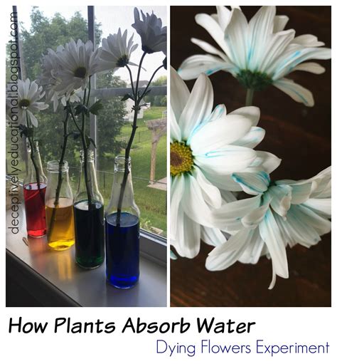 relentlessly fun deceptively educational  plants absorb water