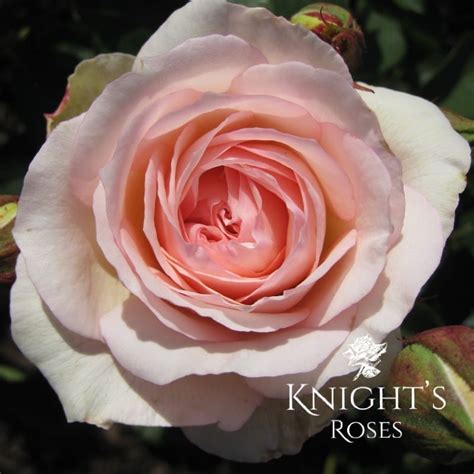 Perdita - BUY THIS ROSE ONLINE - Knight's Roses Australia