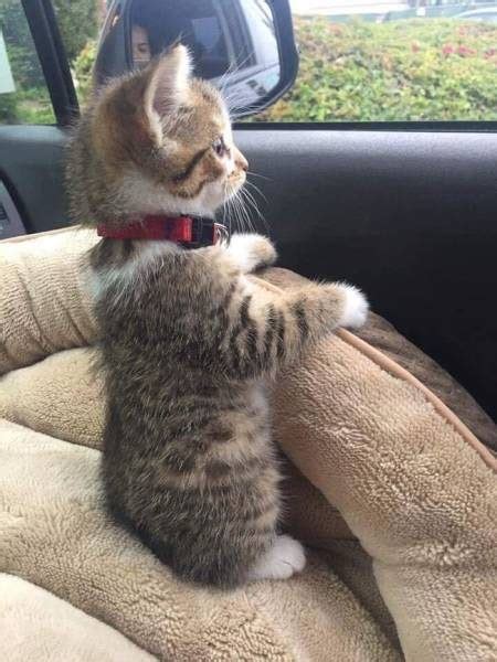 Прикольный фото-троллинг / Приколы