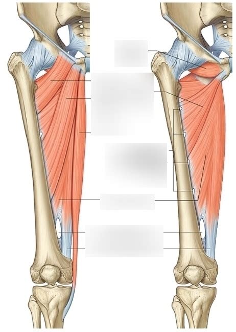 medial group  muscles quizlet