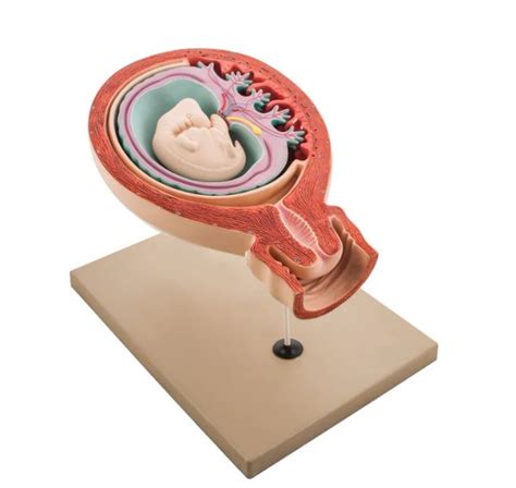 model human foetus  vitta wholesale
