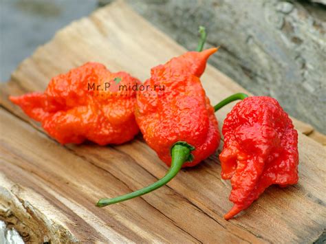 Острый перец Carolina Reaper (Каролинский Жнец, Каролина Рипер ...