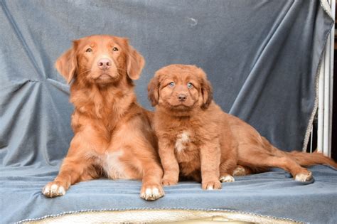 Fyrklövern – Åådi & Alisi födda 2018 09 12 – Bikjes Kennel