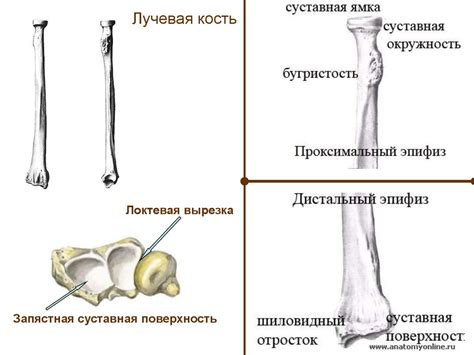 Кости и мышцы верхних конечностей. (Лекция 9) - online presentation