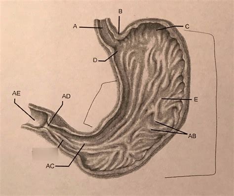 stomach labeling diagram quizlet