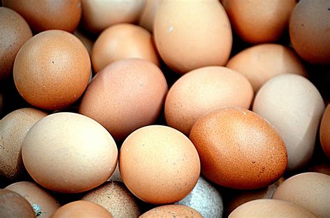 fresh eggs  stock photo public domain pictures