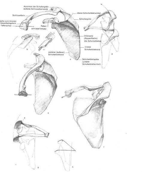 Pin de pisacuello armando en GOTTFRIED BAMMES | Anatomía artística ...
